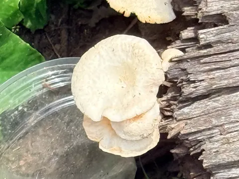 Scaly Oyster