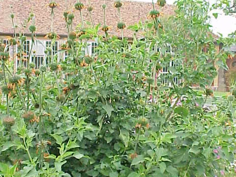 Affodil (Leonotis nepetifolia)