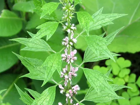 Motherwort