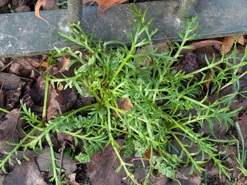 Gewöhnlicher Krähenfuß (Lepidium coronopus)