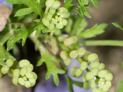 Zweiknotiger Krähenfuß (Lepidium didymum)