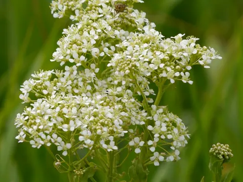 Pfeilkresse (Lepidium draba)