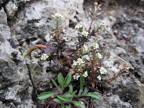 Virginia Pepperweed