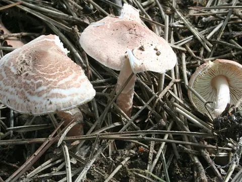 Braunrötlicher Schirmling (Lepiota brunneoincarnata)