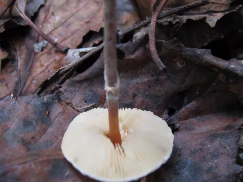 Gifte Dachlings-Täubling (Lepiota cristata)