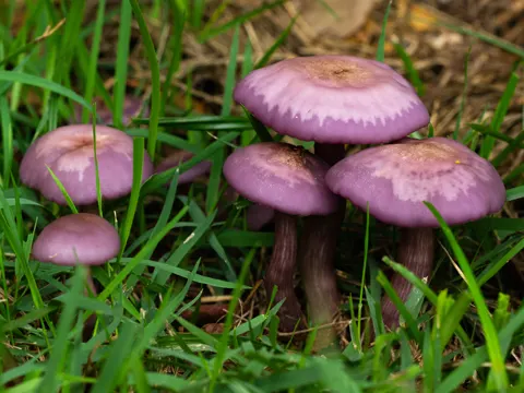Schmutziger Röteltrichterling (Lepista sordida)