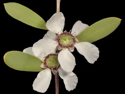 Leptospermum laevigatum