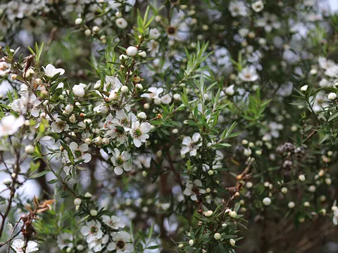 Broom Tea-tree