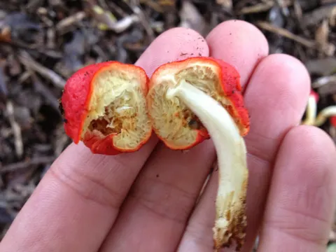 Leratiomyces erythrocephalus