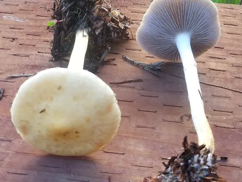 Leratiomyces percevalii (Leratiomyces percevalii)