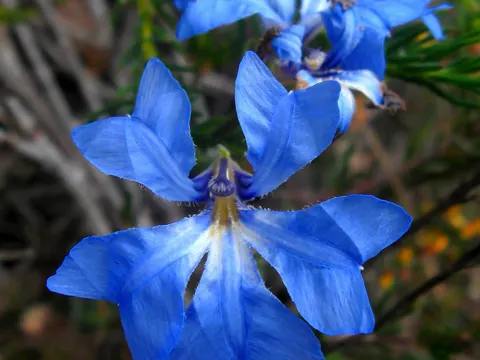 Blaue Leschenaultia