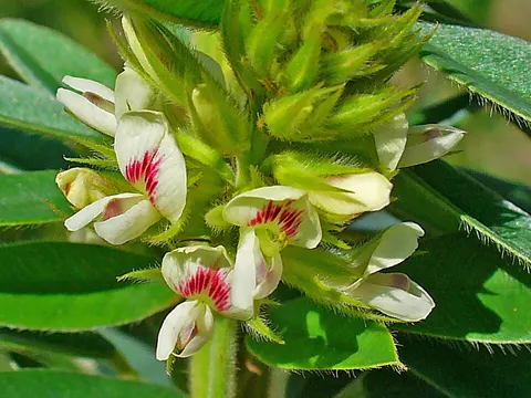 Roundhead Lespedeza
