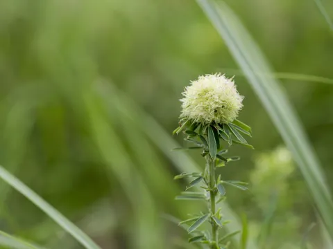Lespedeza cuneata (Lespedeza cuneata)