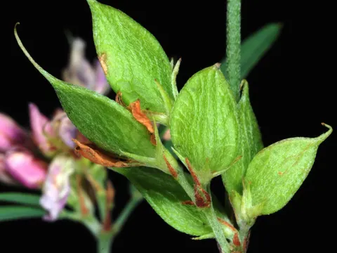 Lespedeza virginica (Lespedeza virginica)