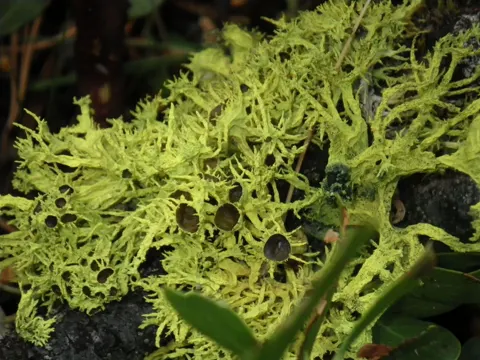 Letharia columbiana (Letharia columbiana)