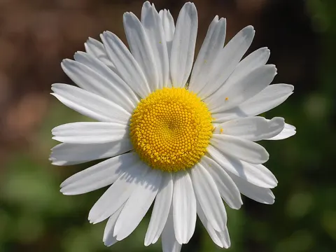 Ox-eye Daisy
