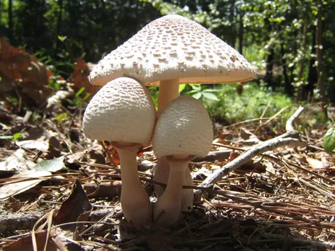 Amerikanischer Egerlingsschirmling (Leucoagaricus americanus)