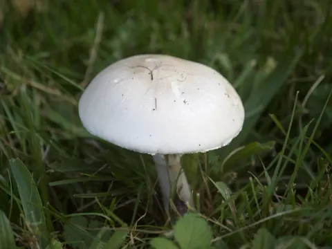 Weißer Egerlingsschirmling (Leucoagaricus leucothites)