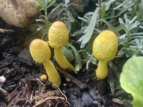 Zweisporiger Safranschirmling (Leucocoprinus birnbaumii)