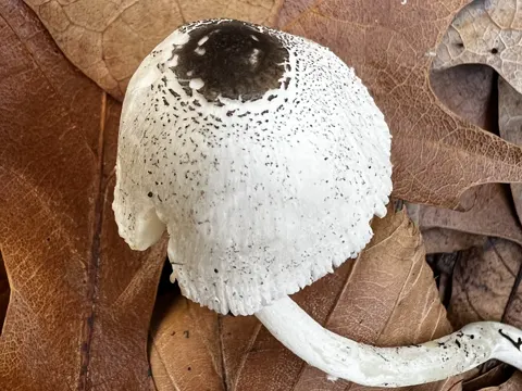 Schwarzschuppiger Faltenschirmling (Leucocoprinus brebissonii)