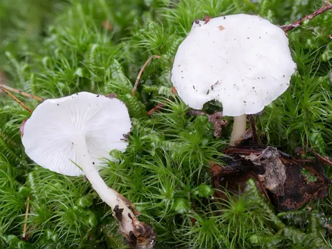 Weißer Trichterling (Leucocybe candicans)