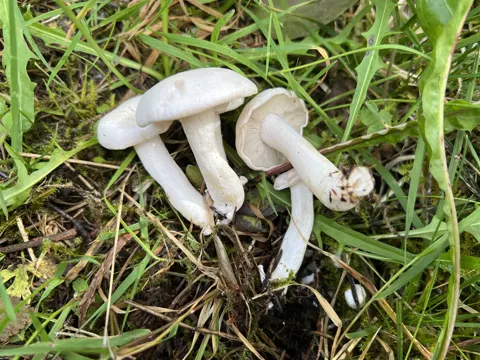 Weißer Rasling (Leucocybe connata)