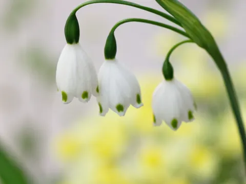Sommer-Knotenblume (Leucojum aestivum)