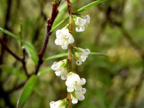 Leucopogon fasciculatus