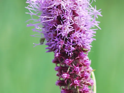 Prärie-Prachtscharte (Liatris pycnostachya)