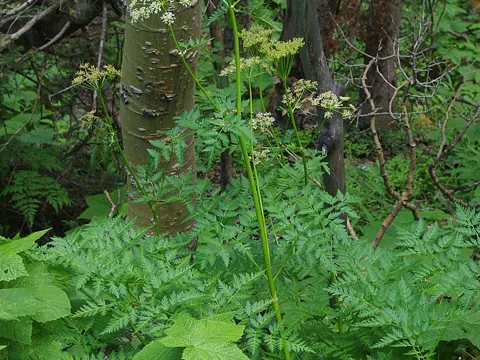 Bärenfenchel