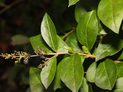Japanischer Liguster (Ligustrum ovalifolium)