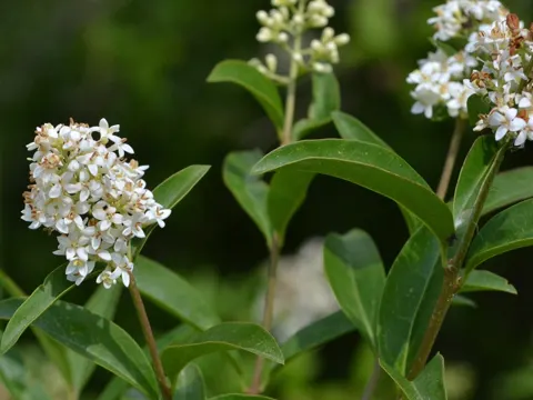 Gemeiner Liguster (Ligustrum vulgare)