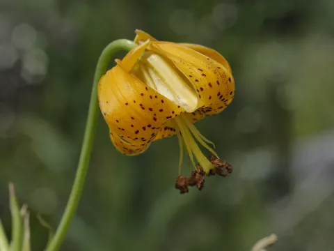 Lilium columbianum