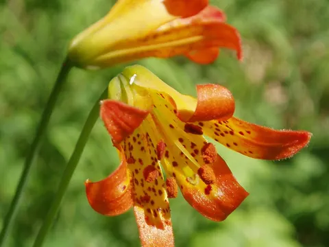 Lilium parvum