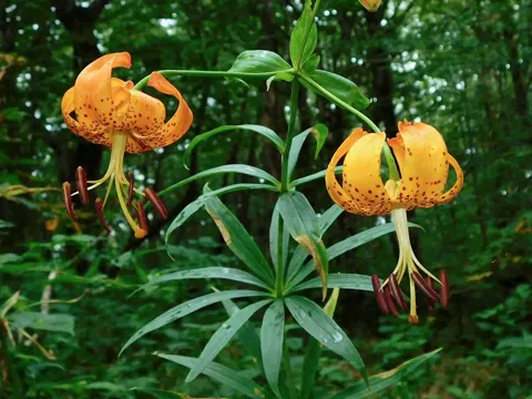 Amerikanische Türkenbundlilie (Lilium superbum)