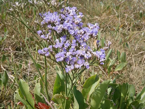 Gewöhnlicher Strandflieder (Limonium vulgare)