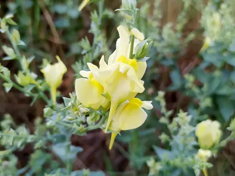 Dalmatiner Leinkraut (Linaria dalmatica)