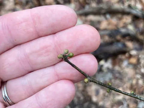 Spicebush