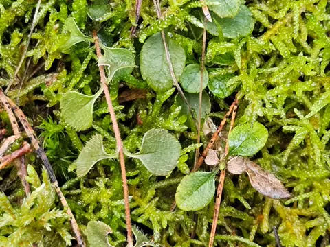 Twinflower