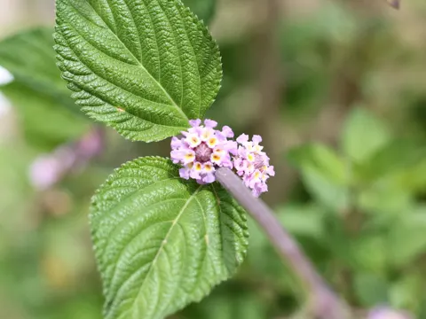 Lippia alba