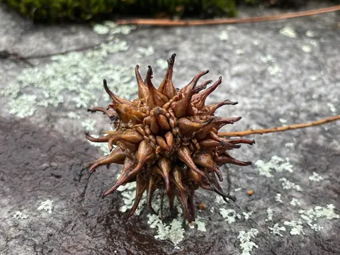 Sweet Gum