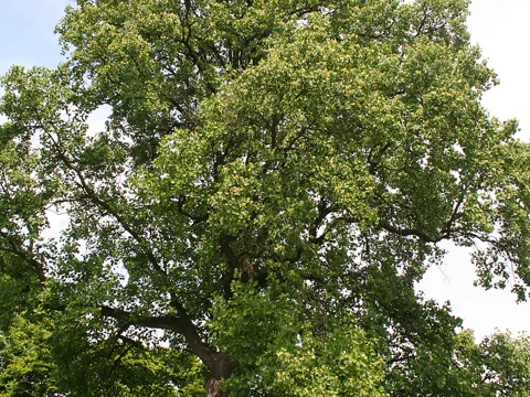 Tulip Tree