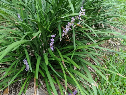 Lilientraube (Liriope muscari)