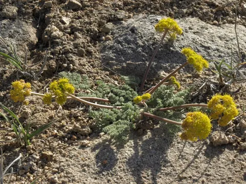 Lomatium foeniculaceum (Lomatium foeniculaceum)