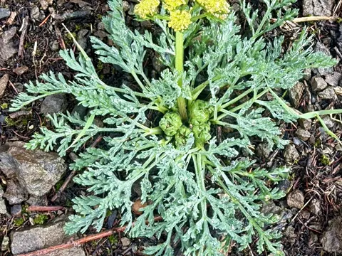 Lomatium macrocarpum