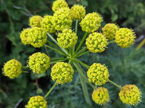 Lomatium multifidum (Lomatium multifidum)