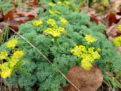 Lomatium papilioniferum