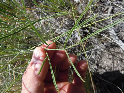 Lomatium triternatum (Lomatium triternatum)