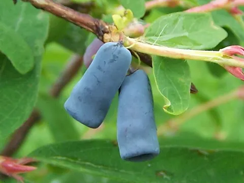 Blaue Heckenkirsche (Lonicera caerulea)