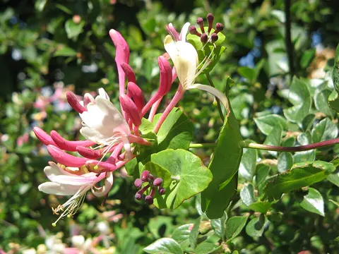 Garten-Geissblatt (Lonicera caprifolium)